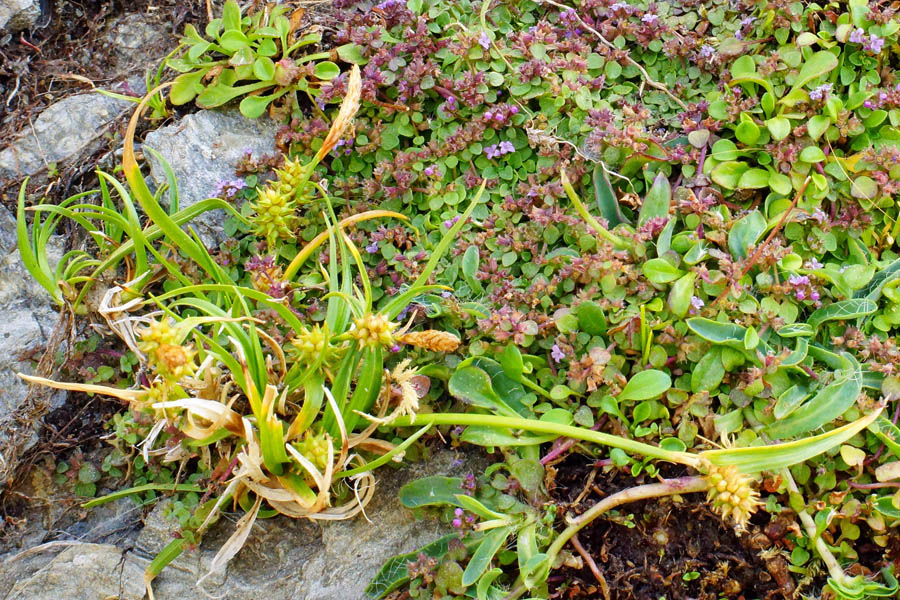 Mentha requienii (& Carex viridula)